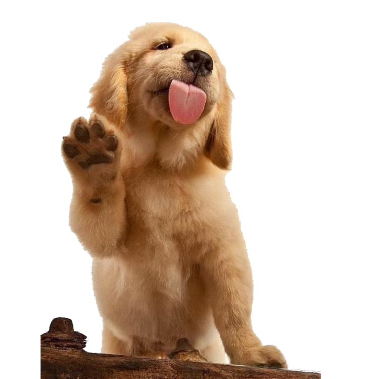 Собака лижет экран