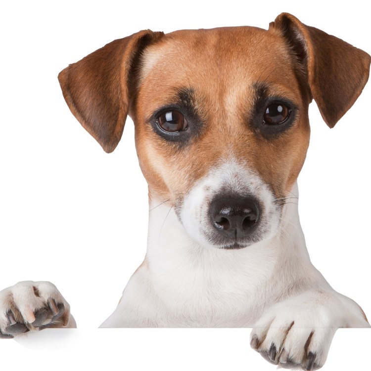 Джек Рассел