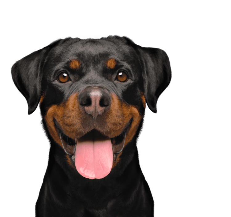 Морда собаки