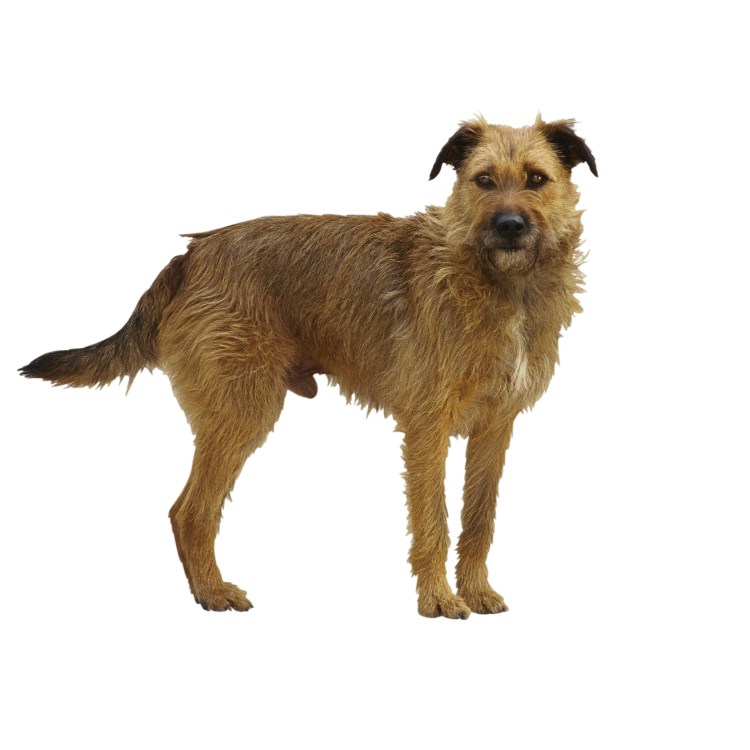 Бродячие собаки на белом фоне