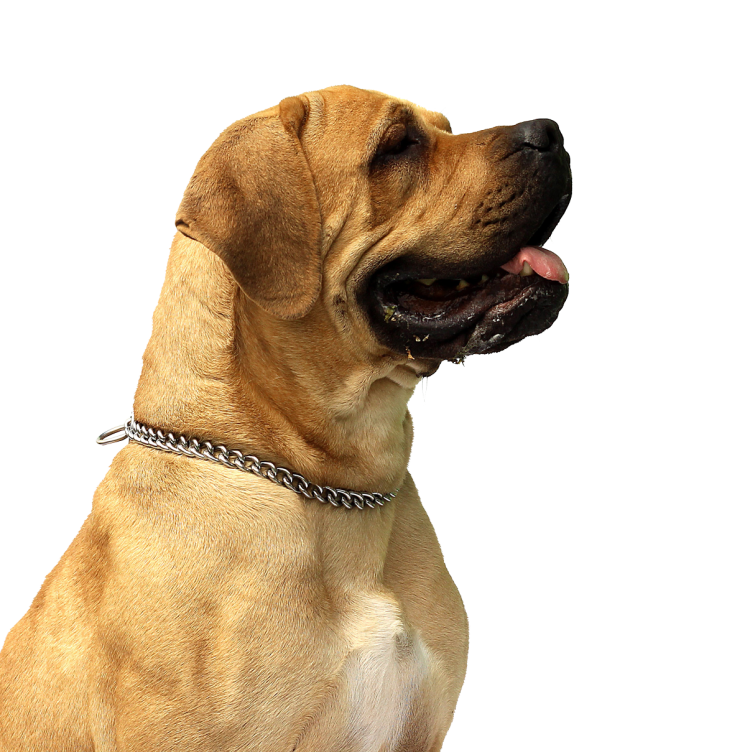 Собака на прозрачном фоне