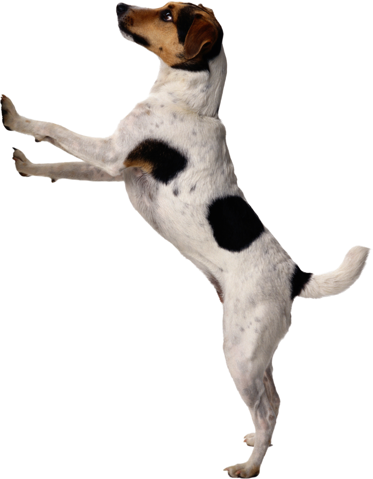 Собака на прозрачном фоне