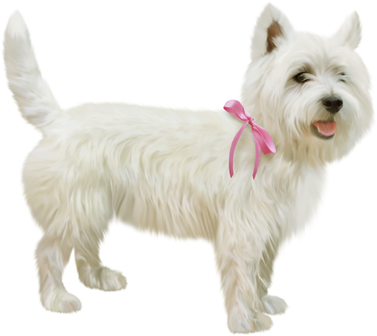 Собака на прозрачном фоне