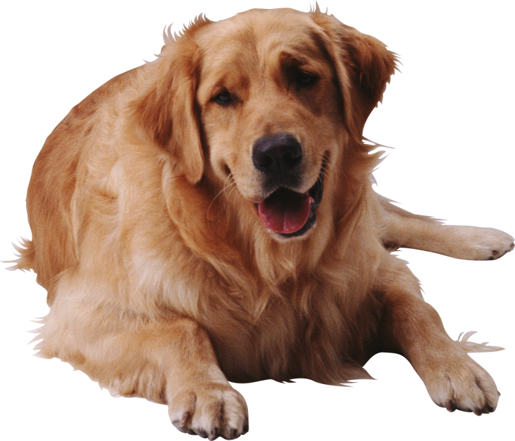 Собака без фона