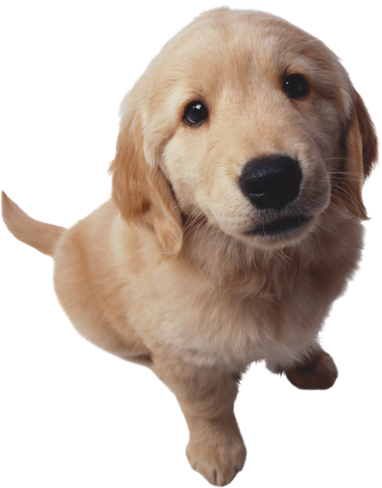 Бигль и золотистый ретривер