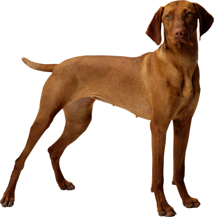 Венгерская выжла на белом фоне