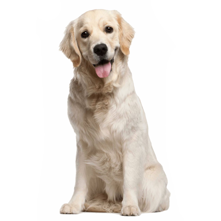 Лабрадор пылесос