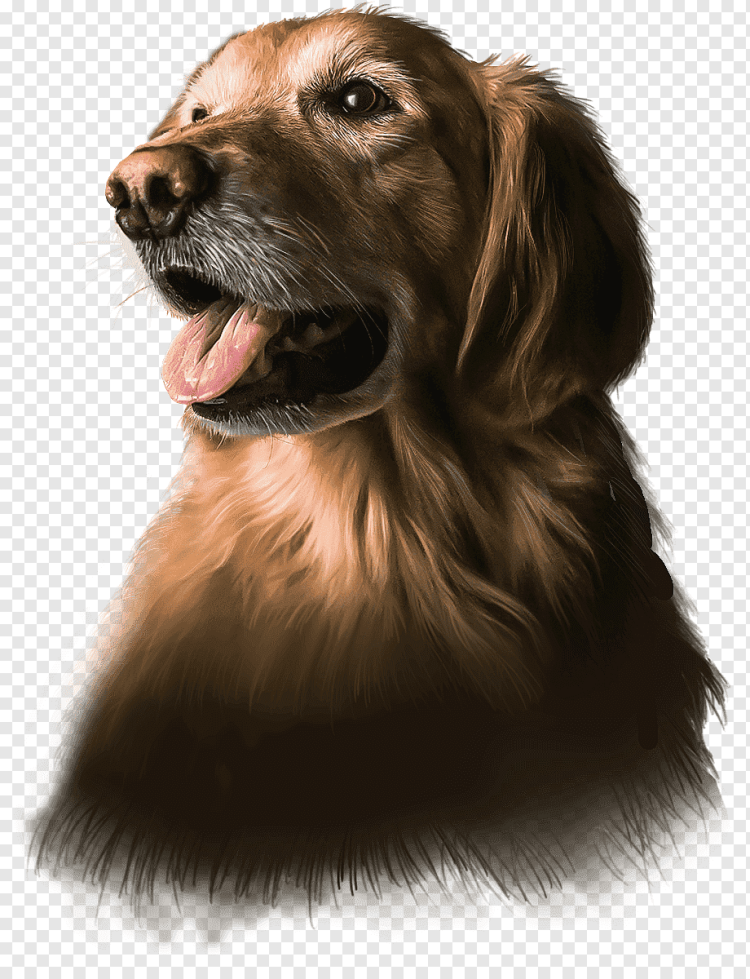 Красивые собаки без фона