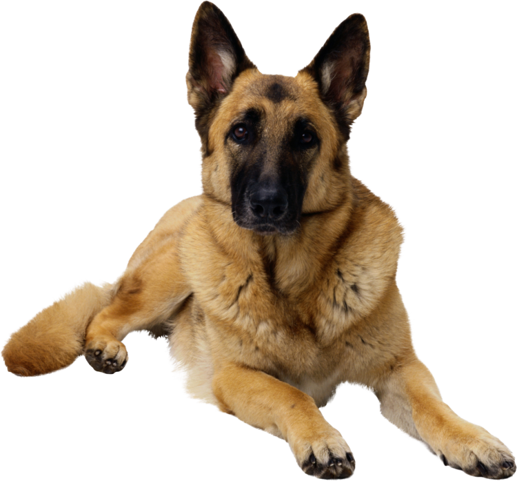 Собака без фона