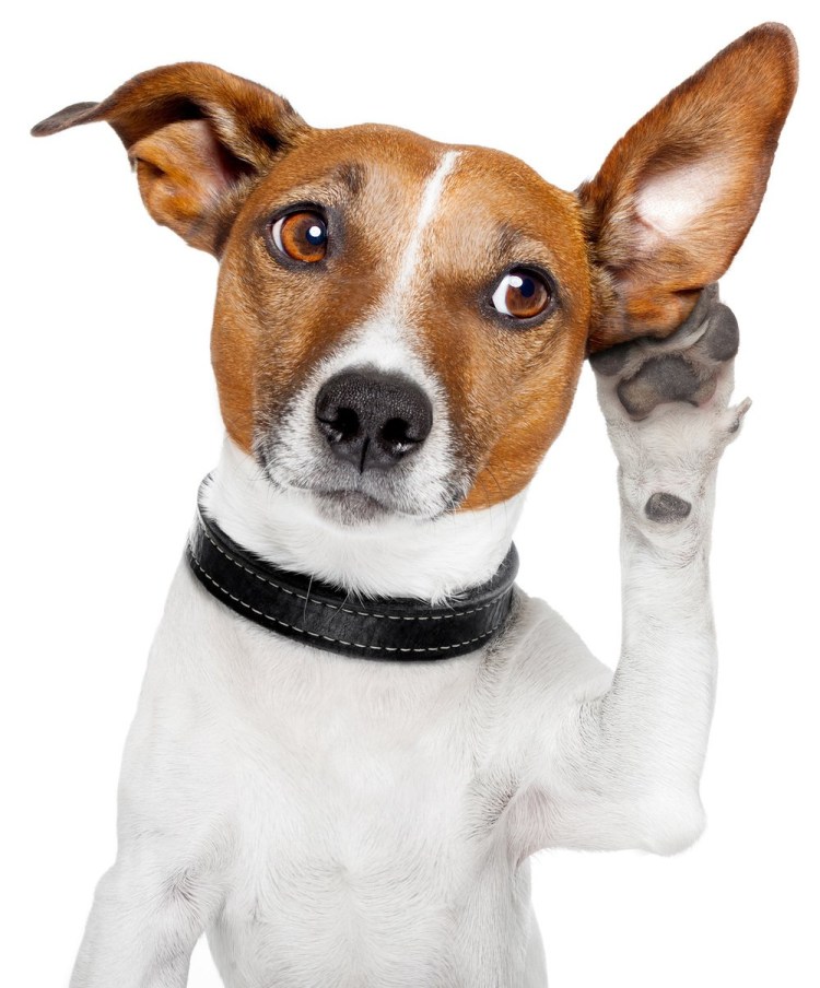 Джек Рассел реклама