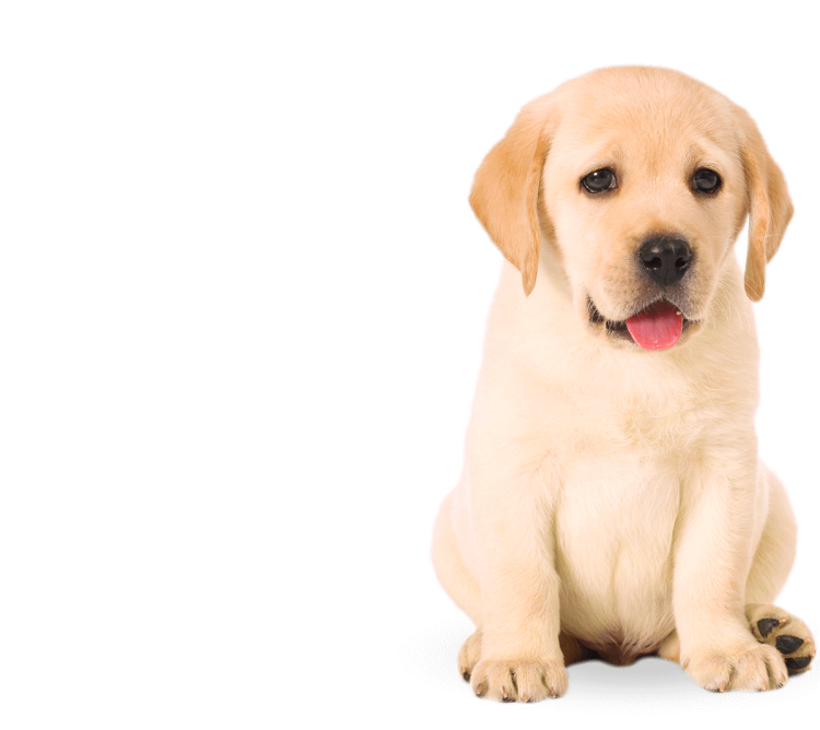Лабрадор ретривер на белом фоне
