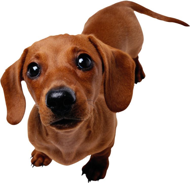 Такса и дог