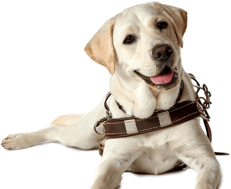 Лабрадор клипарт