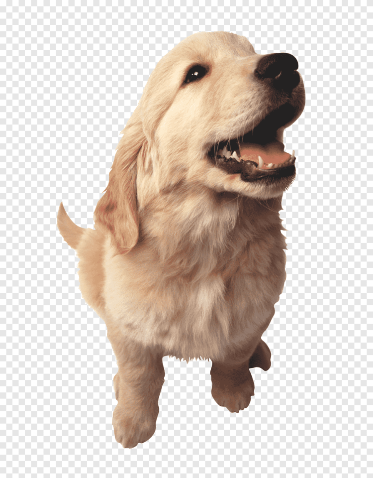 Собака на прозрачном фоне