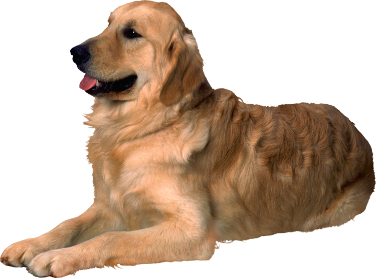 Собачка на прозрачном фоне