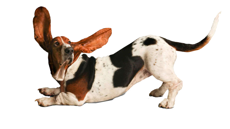 Бассет хаунд на белом фоне