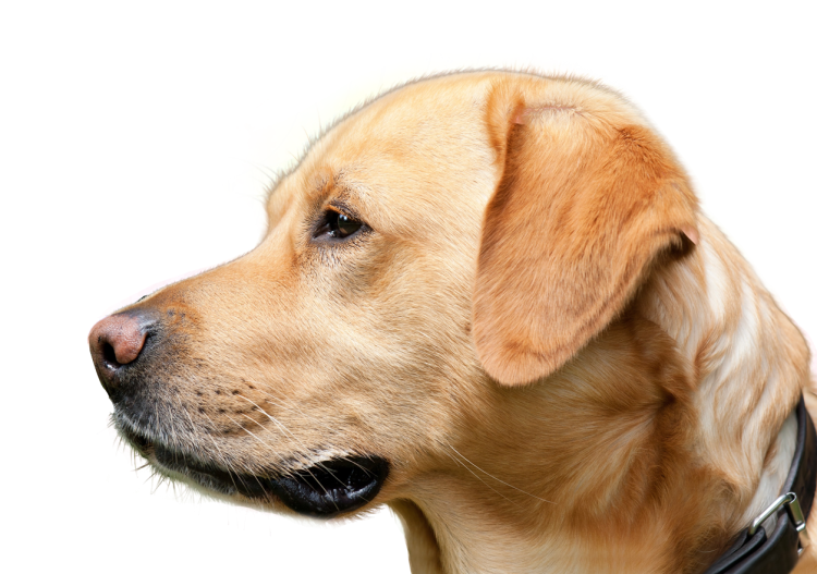 Морда собаки