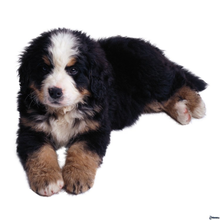 Бернский зенненхунд на прозрачном фоне