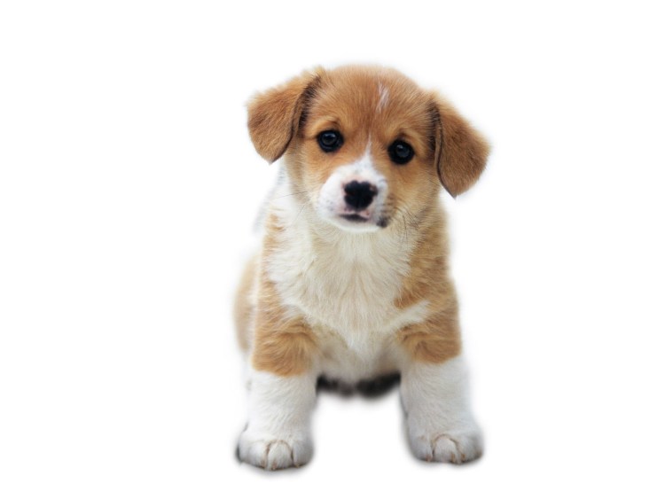 Щенок на белом фоне