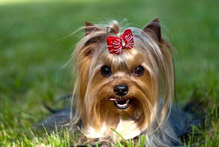 Ершский терьер