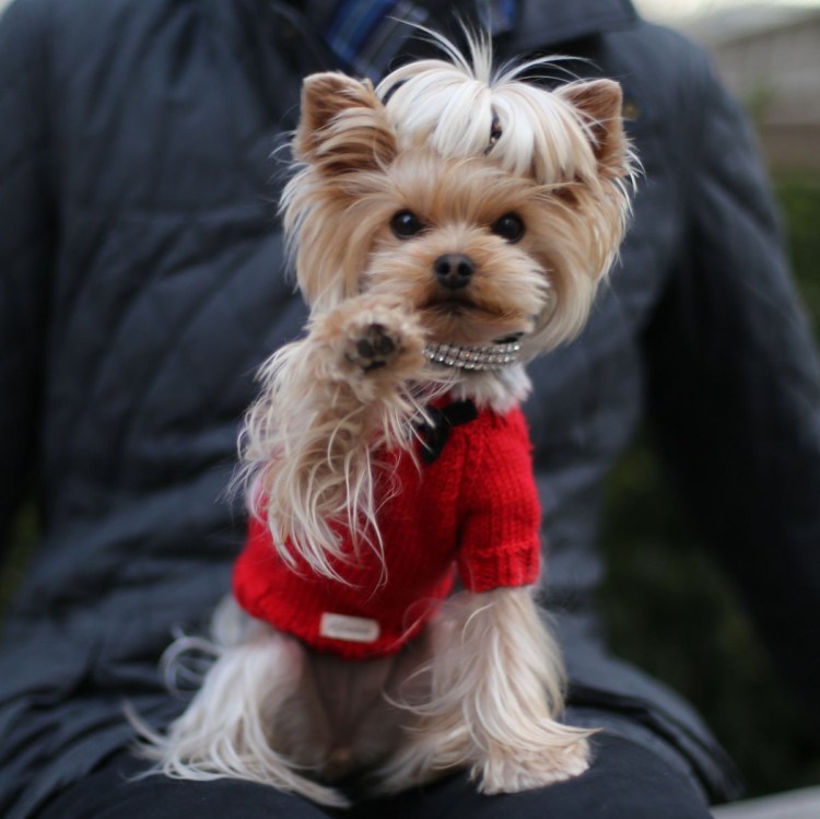 Йоркширский терьер