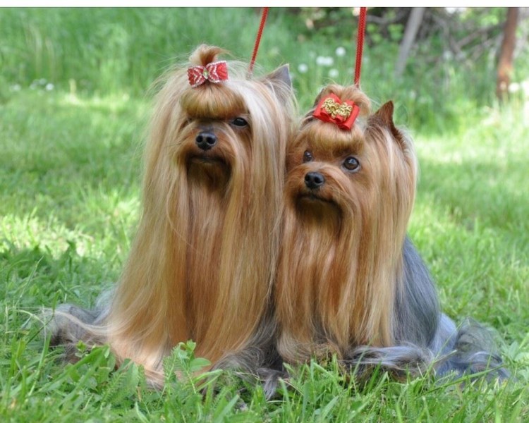 Йоркширский терьер