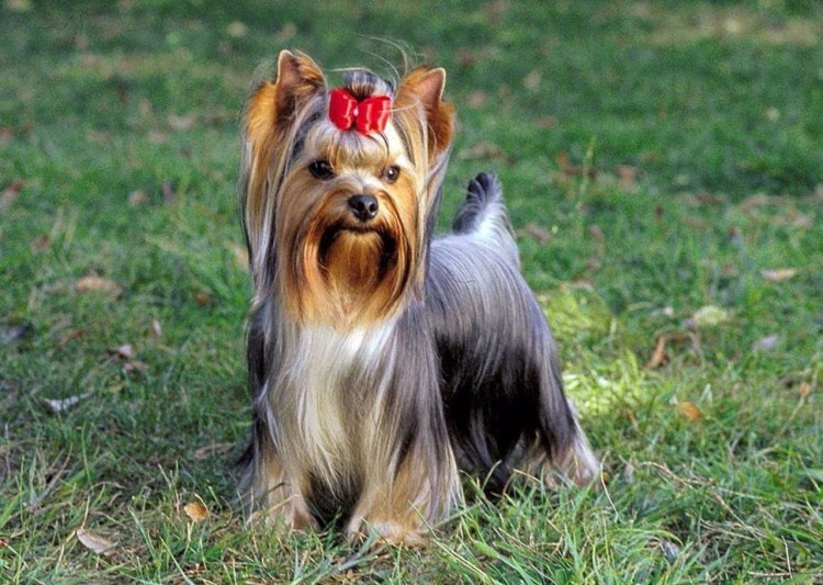 Уотерсайдский терьер