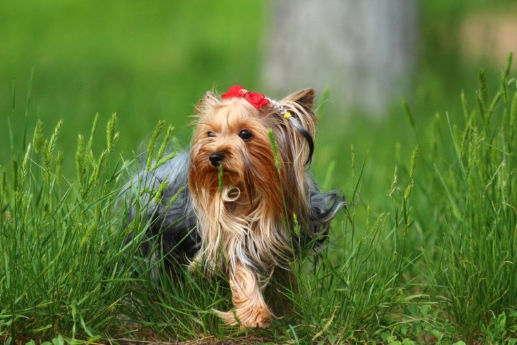 Йоркшир к Йоркширский терьер