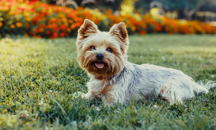 Летний Йоркширский терьер