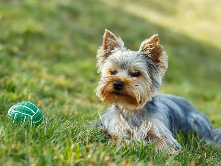 Йоркшир терьер мини