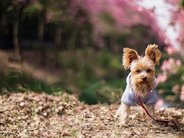 Йоркширский терьер Голд