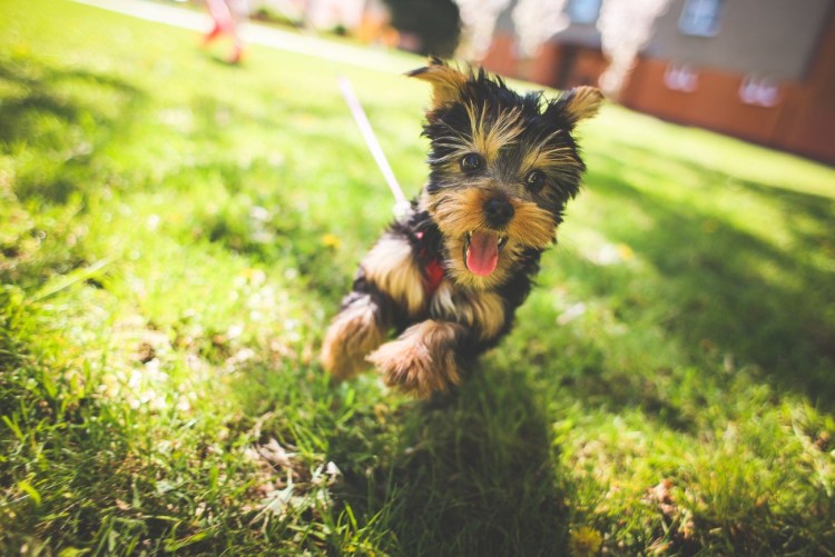 Бивереркширский терьер