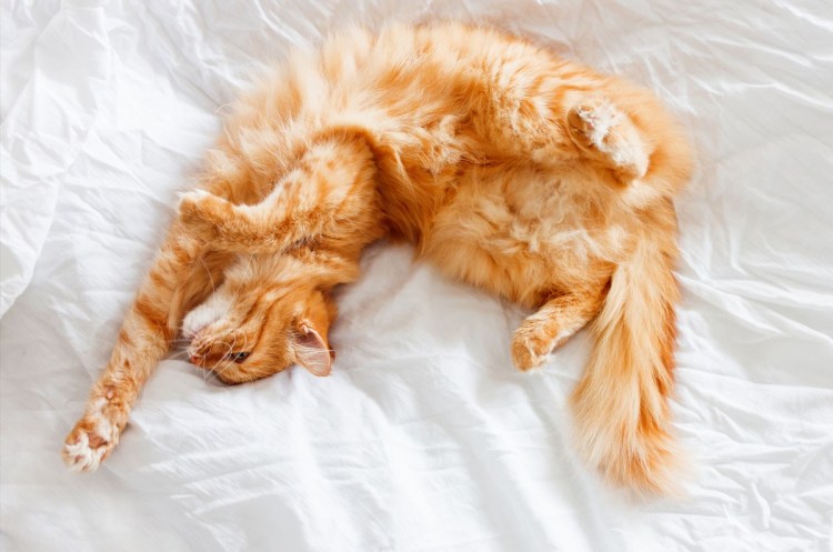 Рыжий кот лежит на спине
