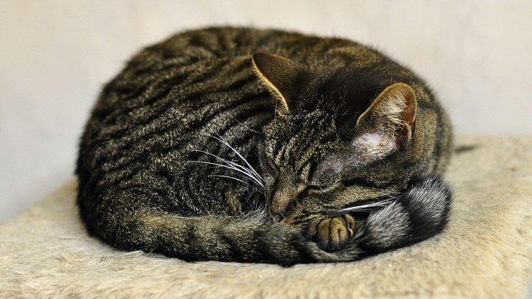 Кот калачиком