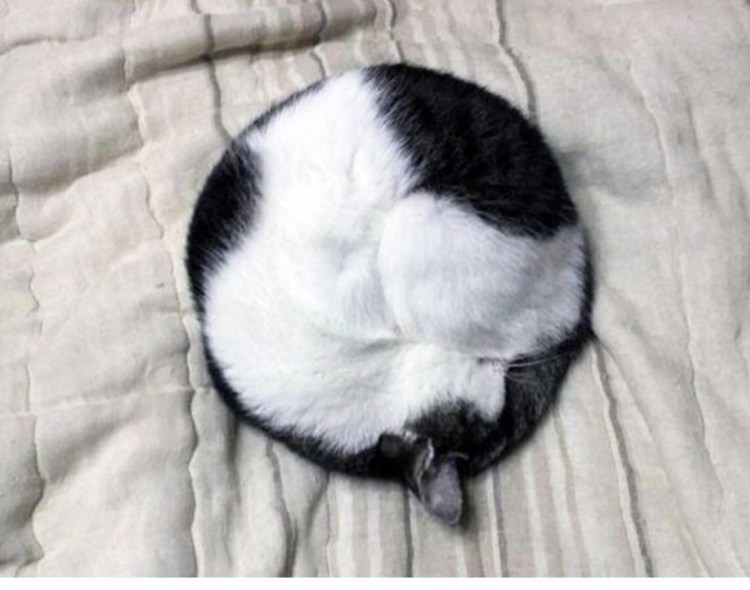 Кошка спит клубочком