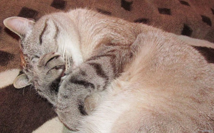 Кошка прячет нос