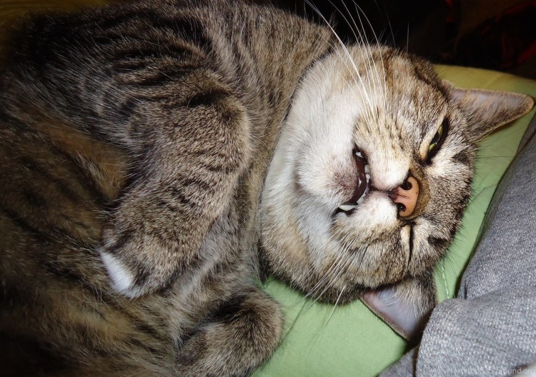 Котик прячет мордочку