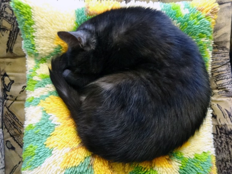 Черный кот свернулся клубком