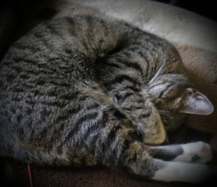 Кошка закрывает нос лапой — к похолоданию