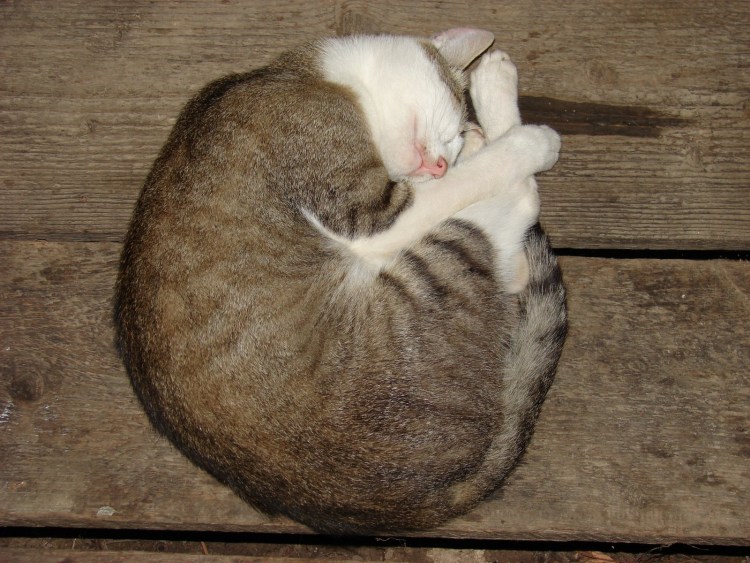 Кот клубочком сверху