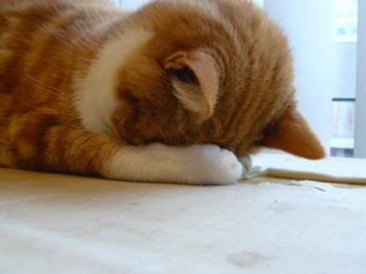 Смущенный котик