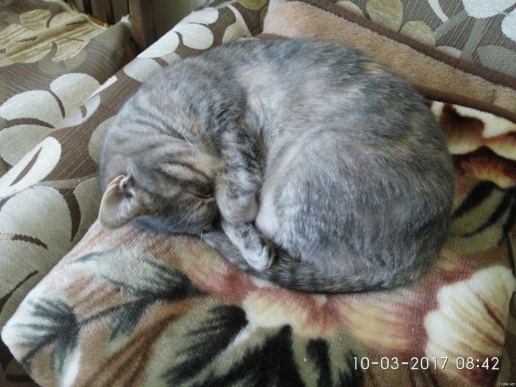 Котенок прячет нос