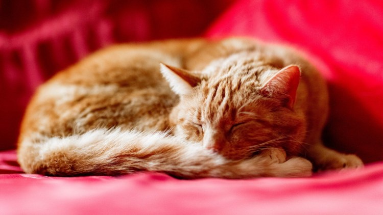 Кот лежит клубочком