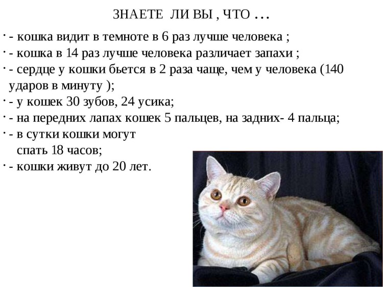 Приметы о коте
