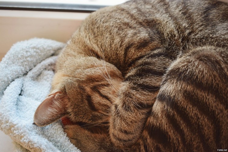Кот спит уют