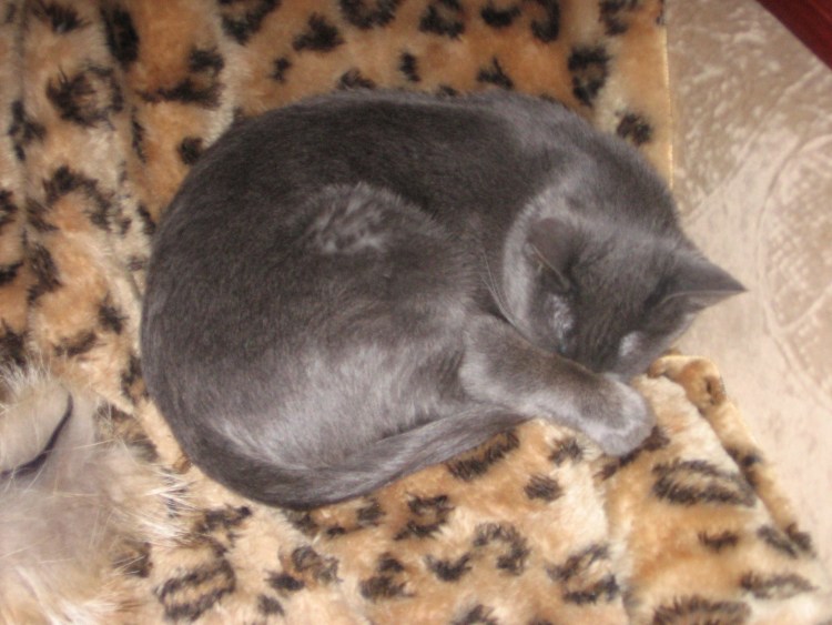 Британский кот свернулся калачиком
