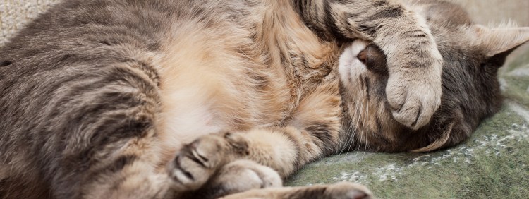 Котик лежит клубочком