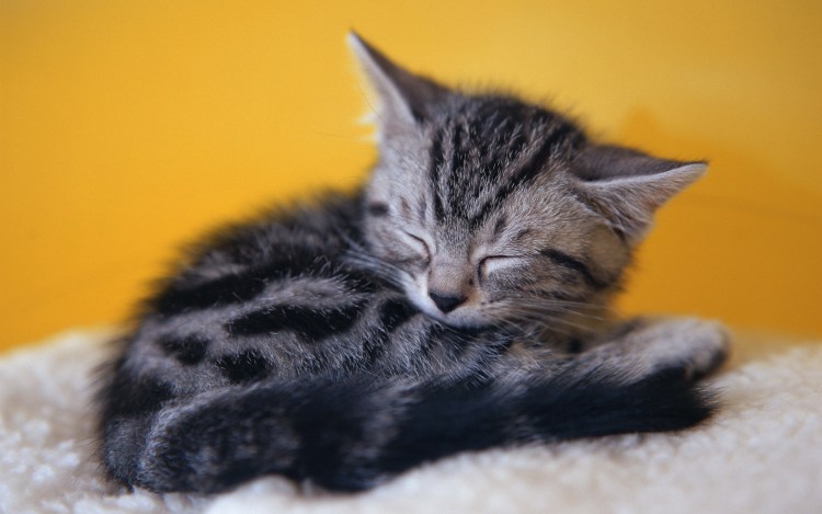 Кот лежит на белом фоне