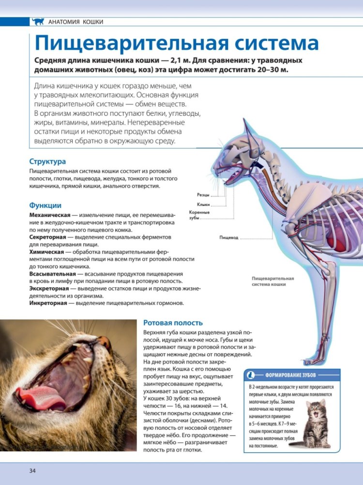 Кальцивироз (эозинофильная гранулема)