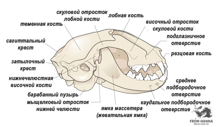 Сиамская кошка